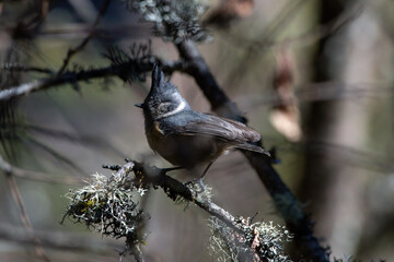 Grey-crested tit (Lophophanes dichrous) photographed in North Sikkim, India