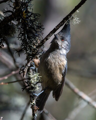 Grey-crested tit (Lophophanes dichrous) photographed in North Sikkim, India