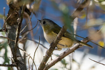 Green shrike-babbler (Pteruthius xanthochlorus) photographed in Sikkim, India