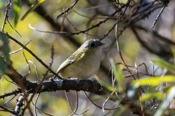 Green shrike-babbler (Pteruthius xanthochlorus) photographed in Sikkim, India
