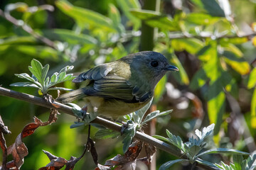 Green shrike-babbler (Pteruthius xanthochlorus) photographed in Sikkim, India