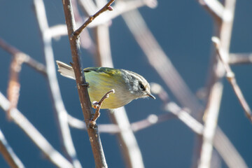 Green shrike-babbler (Pteruthius xanthochlorus) photographed in Sikkim, India