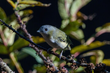 Green shrike-babbler (Pteruthius xanthochlorus) photographed in Sikkim, India