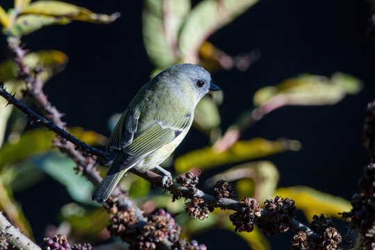 Green shrike-babbler (Pteruthius xanthochlorus) photographed in Sikkim, India