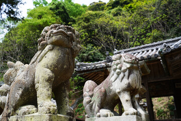 Fototapeta na wymiar 神社の狛犬