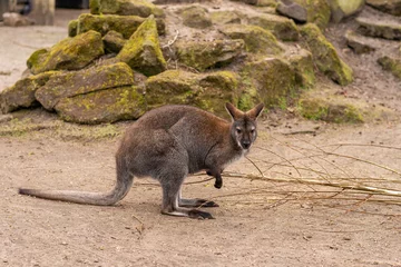Fotobehang  Australian kangaroo on a background of rocky terrain © rozaivn58