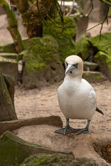 Sea bird