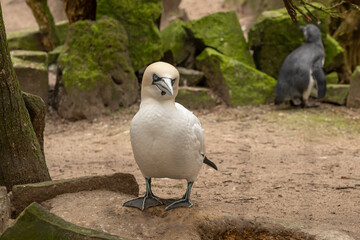 Sea bird