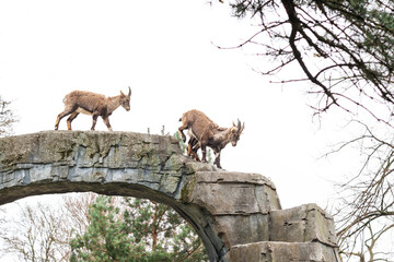 Mountain goats run on a stone texture building in a zoo