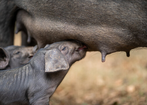 Large Black rare breed piglet suckling
