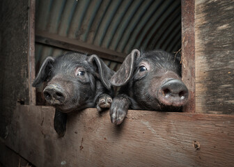 Two Large Black rare breed piglets peering over a door