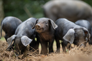 Litter of Large Black rare breed piglets