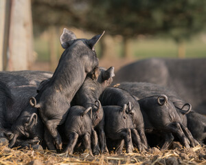 Litter of Large Black rare breed piglets suckling 