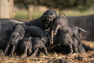 Litter of Large Black rare breed piglets suckling 