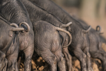 Large Black  rare breed piglet tails