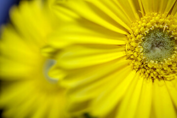 Powdery yellow Barberton Daisies . Macro .  Partial frontal view . Soft mirror image in background
