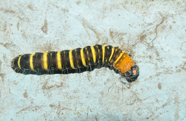 yellow-brown stripes caterpillar on a wall