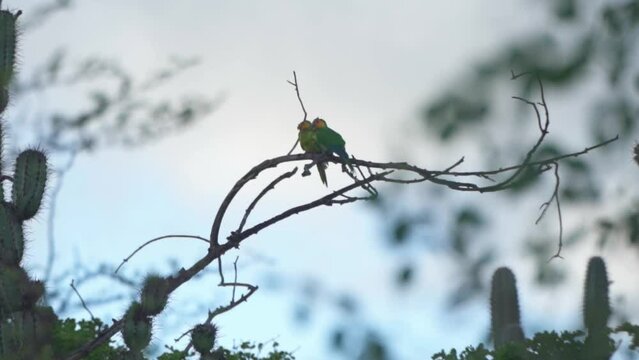 A breeding pair of Yellow headed Parakeet perched on a tree branch on a wet day, a common tropical bird found in the Caribbean and identified by its beautiful vibrant colours, Curacao Island