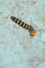 stripes caterpillar on a dirty wall