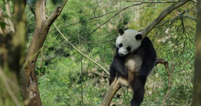 Adorable giant panda bear sleep relax in the tree at spring woods in Sichuan China