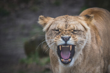 young Lioness - detail of head