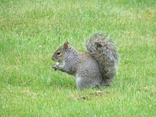 squirrel eating nut