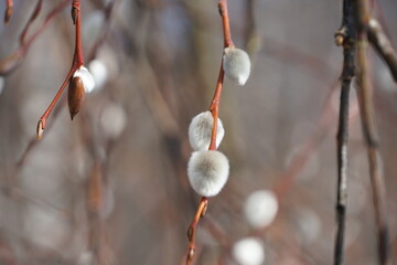 spring early bud willow, willow, twigs on Palm Sunday, orthodox holiday
