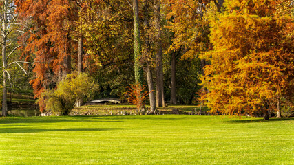 forest  vert feuilles automnal  arbre 