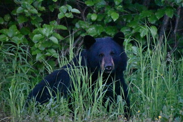 Black bear in the grass