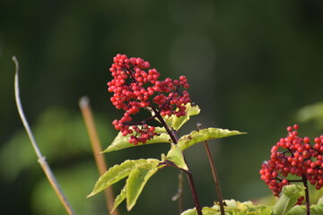 Red berries
