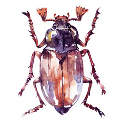 Watercolor poster with cockchafer bug