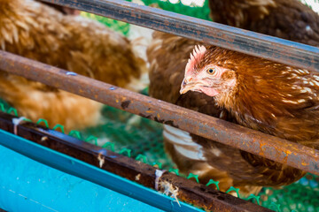 Chicken and egg farm behind the house. Small chicken farm. Collect eggs for sale. Make money every day in the Covid-19 economic era. Make money and food for the family.