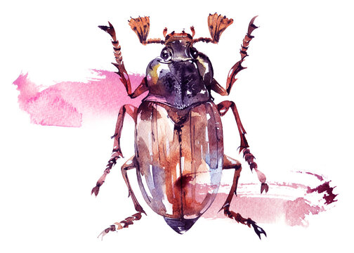 Watercolor poster with cockchafer bug