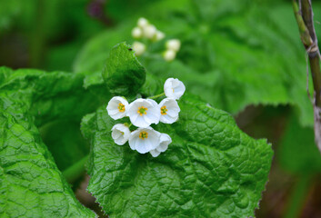 	サンカヨウの花　早春の栂池自然園