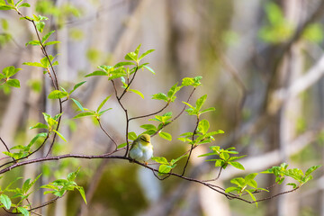 Leaf warbler sitting on a lush tree branch in the spring