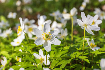 Wood anemone on a sunny spring day
