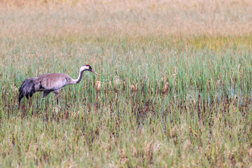 Obraz na płótnie Canvas Crane in a wetland at springtime