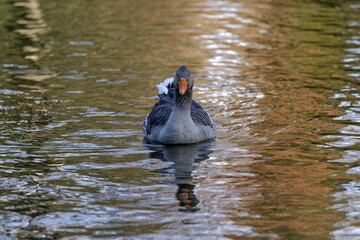 Colvert en train de nager sur un étang en automne