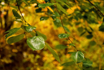 green leaf on tree branch on yellowed autumn background