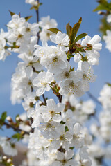 Branches of blooming plum tree in a spring orchard.
