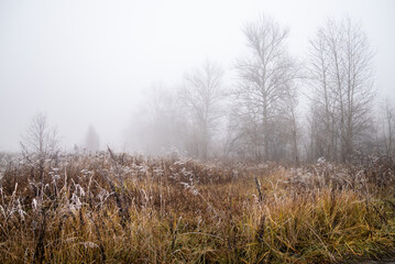 Dry frost-covered grass in autumn meadow with trees silhouetted in heavy fog in cold morning