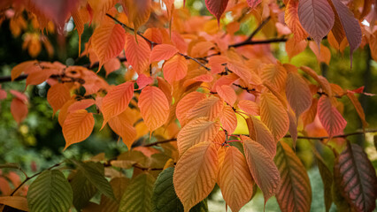 Red autumnal colored leaves on tree branches