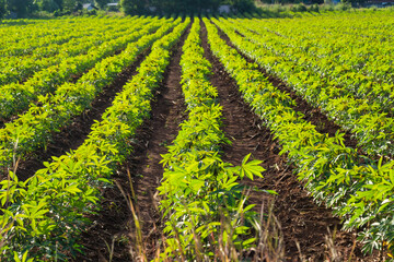 Fototapeta na wymiar Cassava plantation.row of cassava tree in field, tapioca Starch, Row of manioc Sprouts Agricultural industrial cultivation of cassava. Planting young plants by plowing, lifting the drainage ditch.