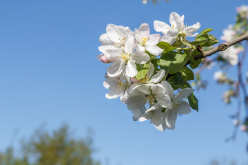 Branch of apple tree in the period of spring flowering with blue sky on the background.