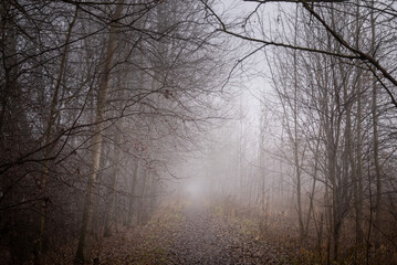 Fototapeta premium thick fog hung over forest road