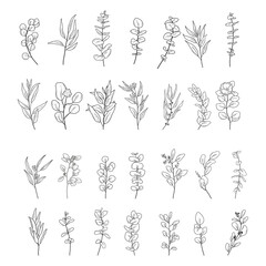 Set of Eucaliptus branches line art hand drawn. Vector outline illustration with leaves isolated on white background. Botanical plant