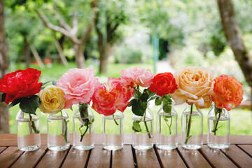 Variation or group of garden roses flowers in small vases or bottles. Colorful flower arrangement...