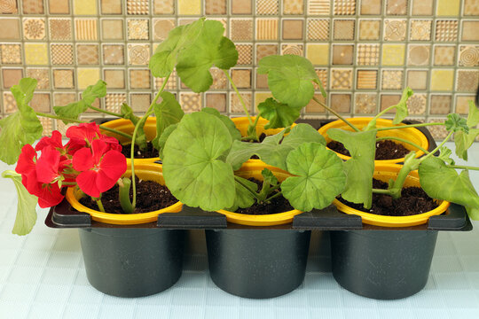 Planted Cuttings Of Pelargonium In The Substrate. Geranium Breeding