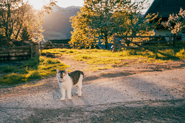 cat in mountain landscape