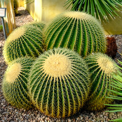 Close up green golden barrel cactus, golden ball or mother on-law, echinocactus grusonii